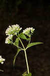 White snakeroot